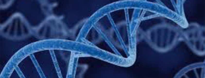 Telomeres and Aging - Telomeres are the protective caps on the ends of the strands of DNA called chromosomes
