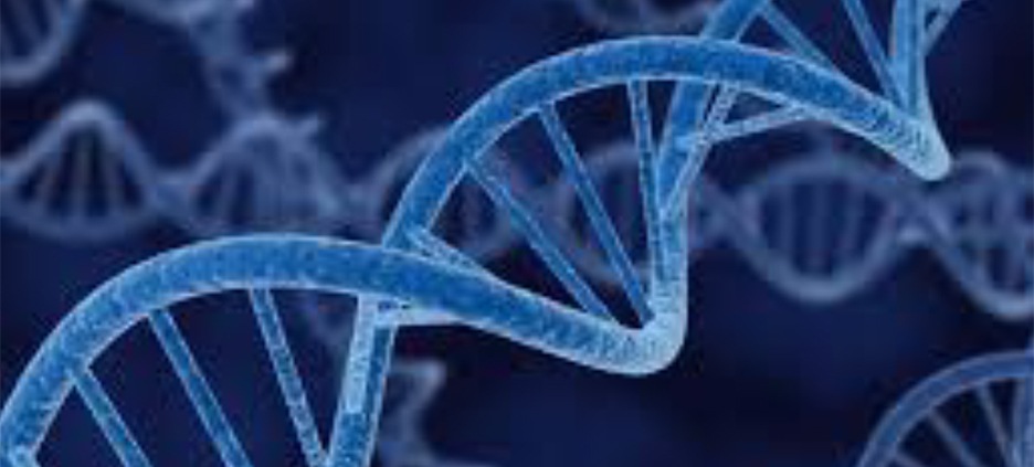 Telomeres and Aging - Telomeres are the protective caps on the ends of the strands of DNA called chromosomes