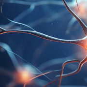 3D image of neurons in the brain.