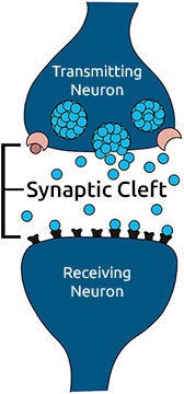 Synaptic Cleft