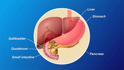 The pancreas is about 6 inches long and sits across the back of our abdomen, behind the stomach. When the pancreas malfunctions, it shows up as diabetes.